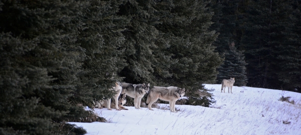 Photo of Canis lupus by <a href="http://www.adventurevalley.com/larry">Larry Halverson</a>
